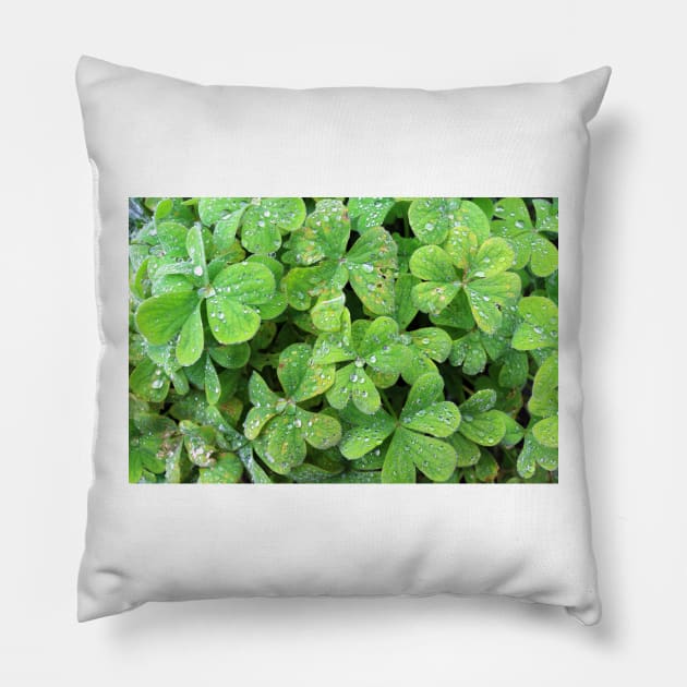 Green Trifolium Plant Foliage Pillow by pinkal
