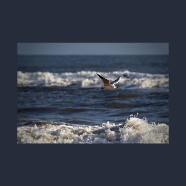 Seagull in flight by Violaman