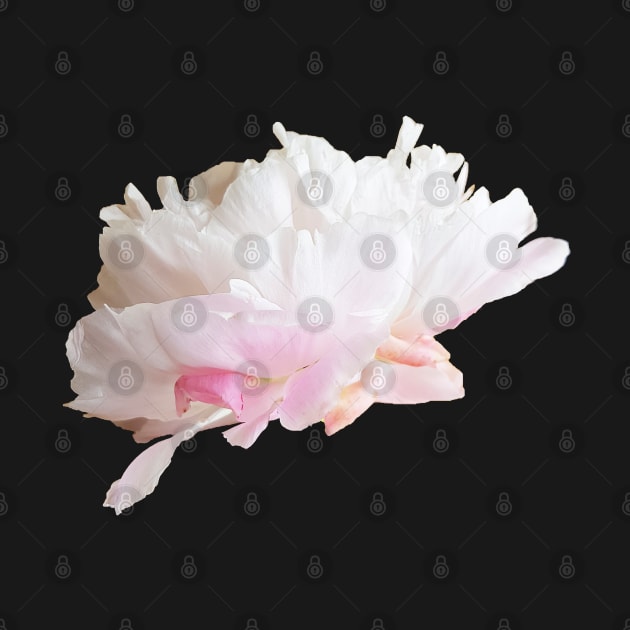 Pale Pink Peony Flower Floral Photo Cutout by ellenhenryart