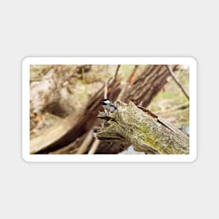 Black-capped Chickadee Perched On a Log Magnet