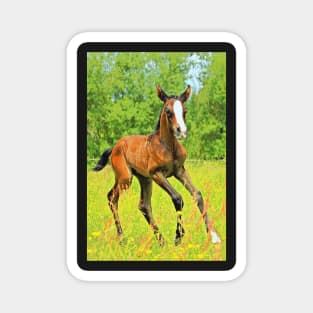 Horses Dogs Cats Pets & Farm animals 201 2020 Magnet