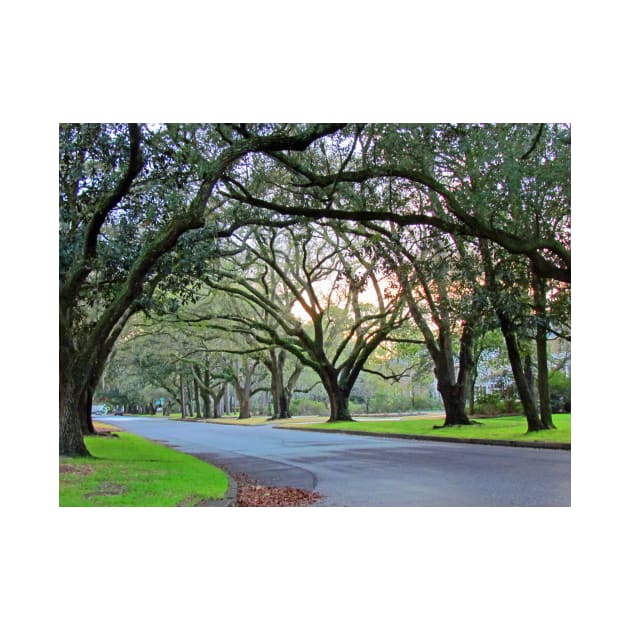 Tree Lined Street In Wilmington, NC by Cynthia48