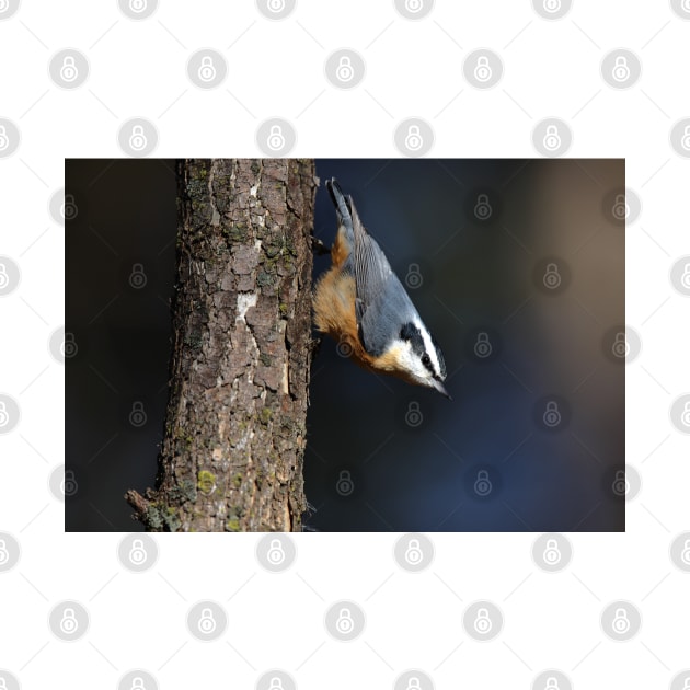 Red-breasted Nuthatch by Jim Cumming