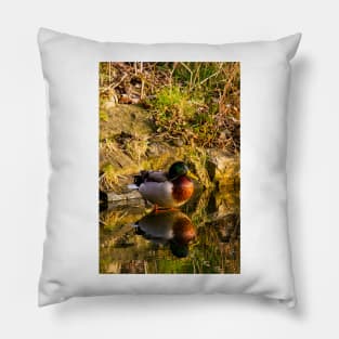 Mallard in reflective mood Pillow