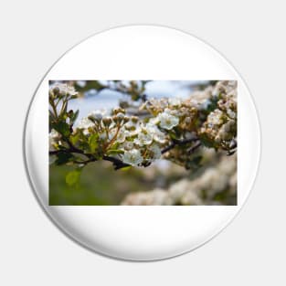 Spring white pear tree flowers Pin