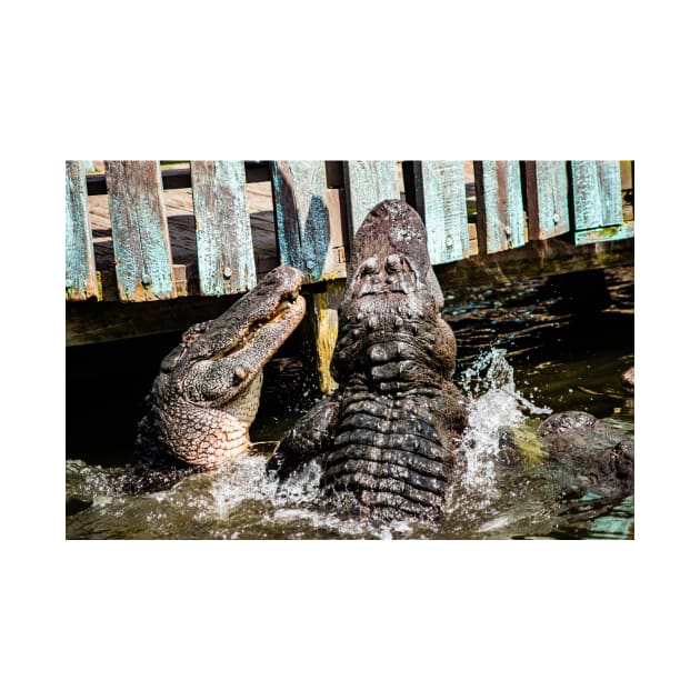 Gator time fight by KensLensDesigns