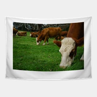 Cattle grazing in typical agricultural image in New Zealand. Tapestry