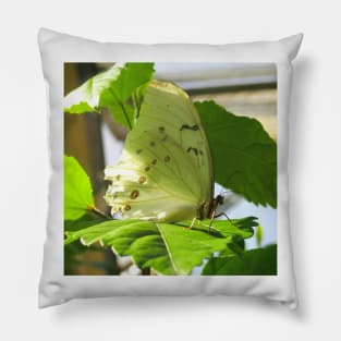 White Spring Butterfly Pillow