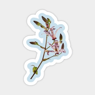 Tricyrtis formosana &#39;Dark Beauty&#39; Toad lily Magnet