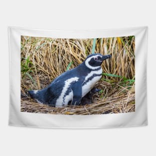 Magellanic Penguin with Baby near Ushuaia, Argentina Tapestry