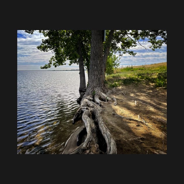 Shoreline Tree Dividing Water From Land and Sky by jecphotography