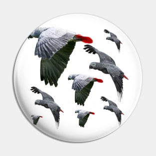 African Grey Parrots Flying Free Pin