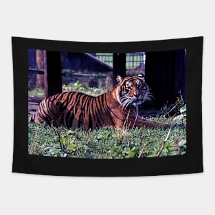 Tiger #2 - London Zoo Tapestry