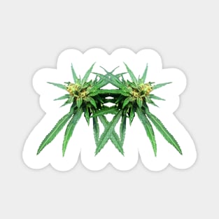 Cannabis Magnet