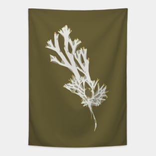 Fucus ceranoides Tapestry