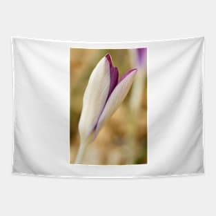 Crocus tommasinianus  &#39;Roseus&#39; Tapestry