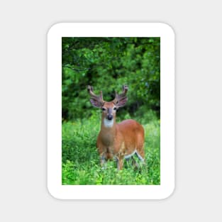 Spring Buck - White-tailed deer Magnet