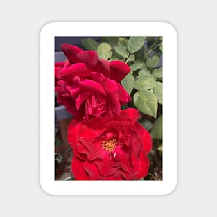 Red rose hot summer nz Magnet