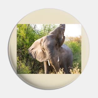 African Bull Elephant in Okavango Delta in Botswana Pin