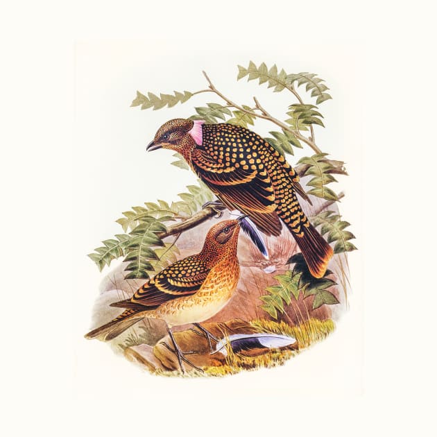 Guttated Bower-bird by WAITE-SMITH VINTAGE ART