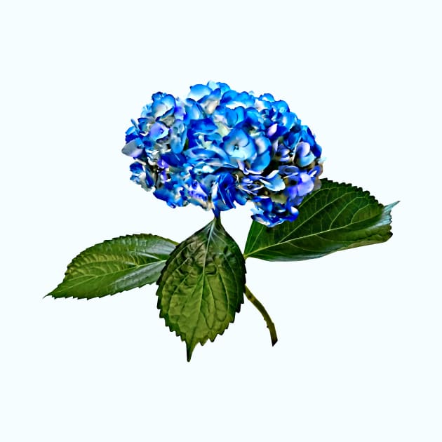 Blue Hydrangea With Leaves by SusanSavad