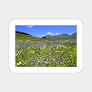 The cornflowers of Castelluccio Magnet