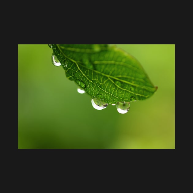 Rain drops on the leaf by fantastic-designs