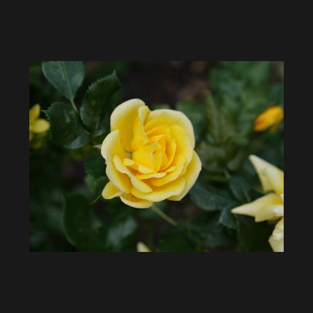 Yellow rose flower by fantastic-designs