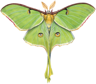 Luna Moth Magnet