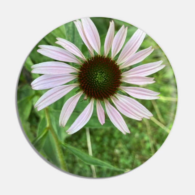 Pale Coneflower Pin by Amanda1775