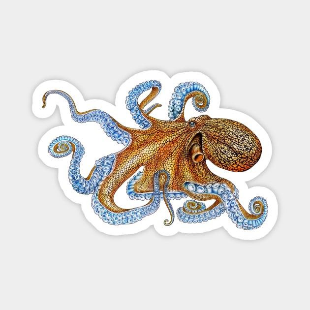 Octopus Magnet by Tim Jeffs Art