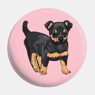 Lancashire Heeler dog puppy Pin