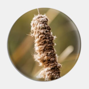 Cattail Scruff. Photograph Pin