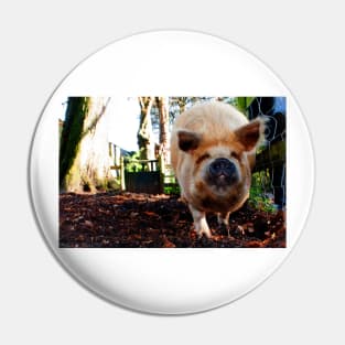 New Zealand Kunekune Pig Pin