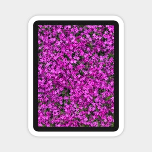 A carpet of pink creeping phlox blossoms Magnet
