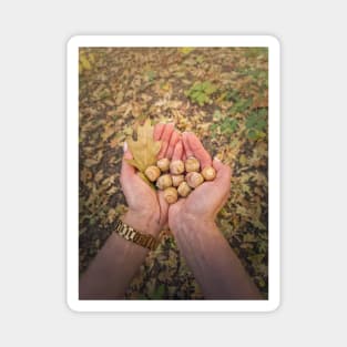 picking oak acorns Magnet