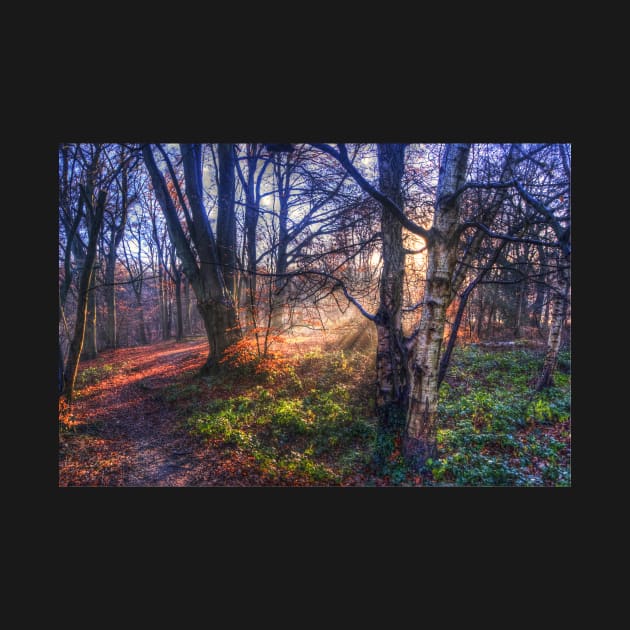 Autumn in Epping Forest by Nigdaw