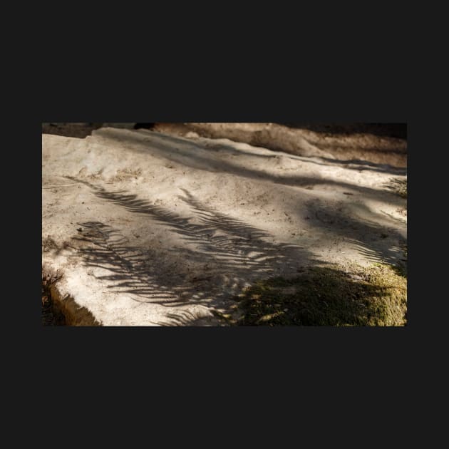 Fern leaf shadows on rocks by blossomcophoto