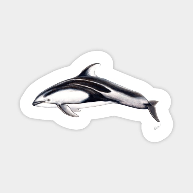 Pacific white-sided dolphin (Lagernorhynchus obliquidens) Magnet by chloeyzoard