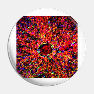 Liver tissue, fluorescence micrograph (C016/8491) Pin