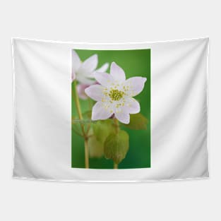 Anemonella thalictroides rosea  Rue Anemone Tapestry