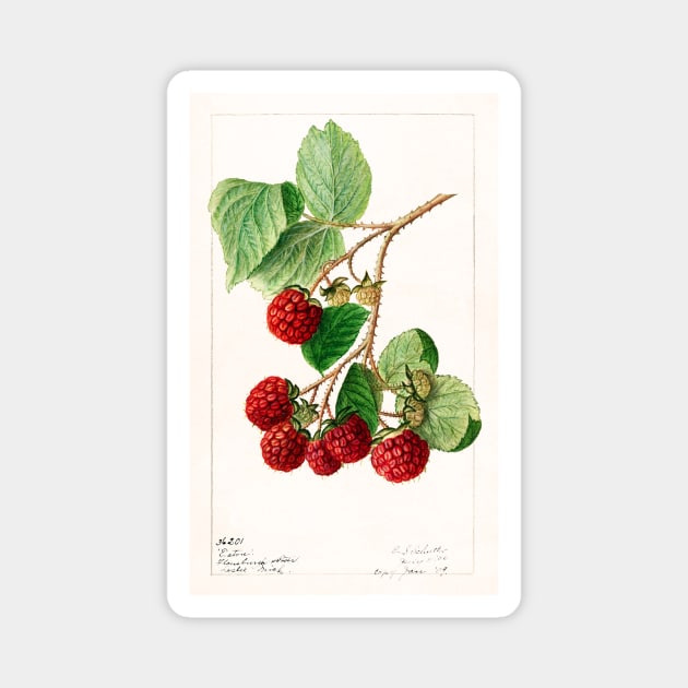 Red Raspberries (1906) Magnet by WAITE-SMITH VINTAGE ART