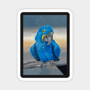 Hyacinth Macaw Magnet