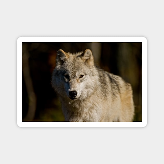 Arctic Wolf Magnet by jaydee1400