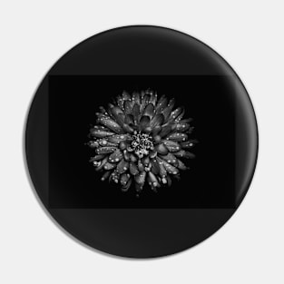 Backyard Flowers In Black And White 45 Pin