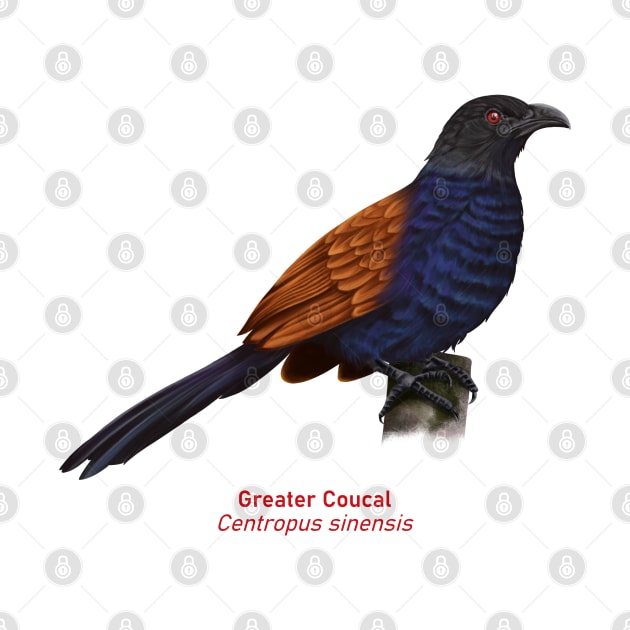 Greater Coucal | Centropus sinensis by bona 