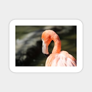 Pink / orange Flamingo Magnet