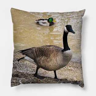 Canada Goose and Mallard Duck At The Beach Pillow