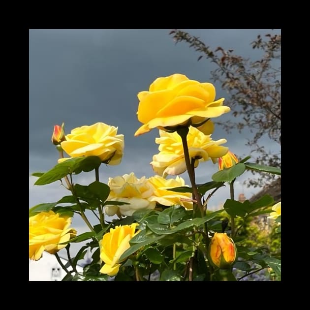 Bunch Of Yellow Roses With Clear Sky In Background by DiventDigitals