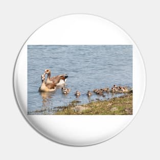 Goose Family Swimming in Kruger National Park, South Africa Pin